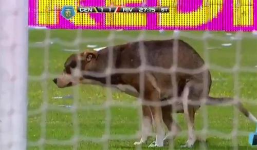 Собака нагадила на газон прямо по ходу центрального матча чемпионата Аргентины (ВИДЕО)