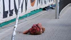 Дрезденское «Динамо» оштрафовано на 60 тысяч евро за брошенную фанатами голову быка 
