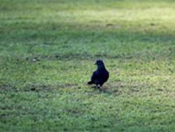 Роман Широков: «Если у агронома есть куры, козы, пусть и пасёт их на этом поле»