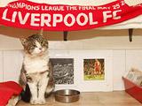 «Ливерпуль» устраивает судьбу кота-страйкера