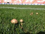 На поле стадиона «Црвены Звезды» выросли грибы (ФОТО)