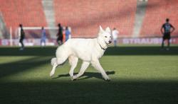 В матче чемпионата Швейцарии на поле выбежала собака президента «Цюриха». Хозяину пришлось лично её выгонять (ФОТО, ВИДЕО)