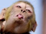 Патрис Эвра: «Только моя обезьяна знает, что будет дальше»