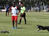 Погоня собаки за ящерицей прервала футбольный матч в Аргентине (ФОТО)