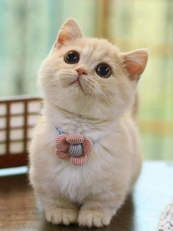 Чому ви не зможете подивитись футбол