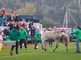 В Украине футбольный матч прервали две собаки. Животных выпроводили с поля, но на замену прибежал конь (ВИДЕО)