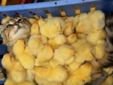 Видео с котом, который лежит в ящике с маленькими цыплятами, набирает обороты.