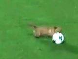 В Аргентине собака выбежала на поле во время матча, а позже «отказалась давать интервью» (ВИДЕО) 