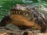 Житель ЮАР переплыл реку с крокодилами, чтобы получить билет на финал ЧМ-2010