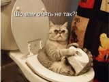 Птаха видно по польоту