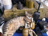 Украину защищают даже коты (ФОТО)