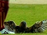 Футболист, убивший сову, приговорен к общественным работам в зоопарке