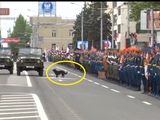 Дворовая собака испортила Захарченко "парад победы" в оккупированном Донецке