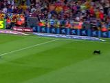Черная кошка на целую минуту остановила матч «Барселона» — «Эльче» (ВИДЕО)