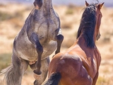Красота и величие лошадей удивительна.