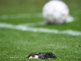 Фанаты «Брондбю» забросали игроков «Копенгагена» дохлыми крысами (ВИДЕО)