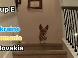 A famous dog predicted the performance of the Ukrainian national team at Euro 2024 (VIDEO)