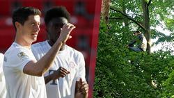 Два фаната смотрели матч «Унион» — «Бавария» с 12-метрового дерева. Полиция заставила их слезть (ФОТО)