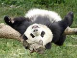 Власти Китая запретили использовать панд для предсказания результатов матчей ЧМ-2014