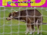 Собака нагадила на газон прямо по ходу центрального матча чемпионата Аргентины (ВИДЕО)