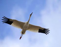 До журавля далеко, а синиця десь поруч...