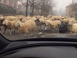 Риккардо Монтоливо пострадал от коз и овец (ФОТО) 