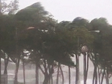 Ураган сорвал тренировку «Динамо»