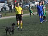 В Сербии арбитр показал красную карточку... собаке (ФОТО)