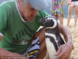 Настоящий друг: Пингвин проплывает каждый год 5 тысяч миль к дедушке, который спас его от смерти.