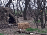 Недонация снова во всей «красе»! Русские оккупанты жили в… дупле в лесу Николаевской области (ФОТО)