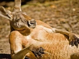 В Австралии во время матча кенгуру выскочил на поле и улёгся в штрафной площадке (ВИДЕО)