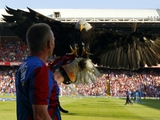 «Кристал Пэлас» перестал выпускать клубного орла на домашние матчи из-за птичьего гриппа