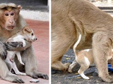 Макака из Индии стала приемной мамой для щенка.