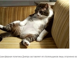 Усатые дела. 10 гифок с котами о трансферной работе украинских клубов нынешней зимой 