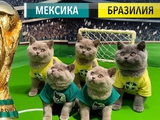 Мої поздоровлення