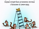 Психологический эксперимент: как работает общество на примере обезьян и бананов