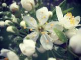 Александр Шовковский: «Весны вам в сердце!!!»