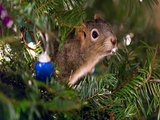 Белка, спасённая семейной парой, теперь живёт в ветвях новогодней ёлки супругов .