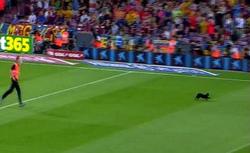 Черная кошка на целую минуту остановила матч «Барселона» — «Эльче» (ВИДЕО)