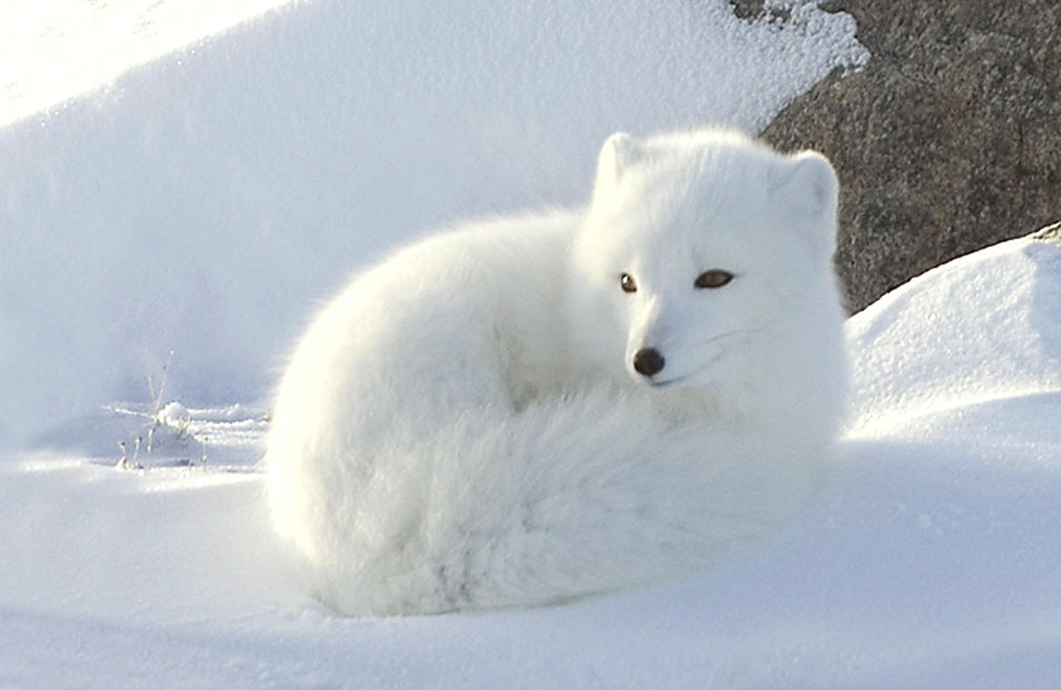 Толстая полярная лисичка